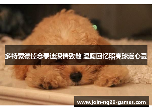 多特蒙德悼念泰迪深情致敬 温暖回忆照亮球迷心灵