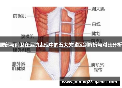 腰部与前卫在运动表现中的五大关键区别解析与对比分析